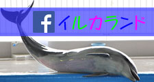 イルカランドfacebook