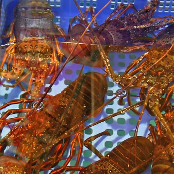 伊勢海老